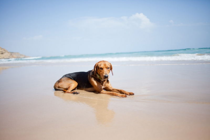 ALGARVE SUMMER BEACH DOG 